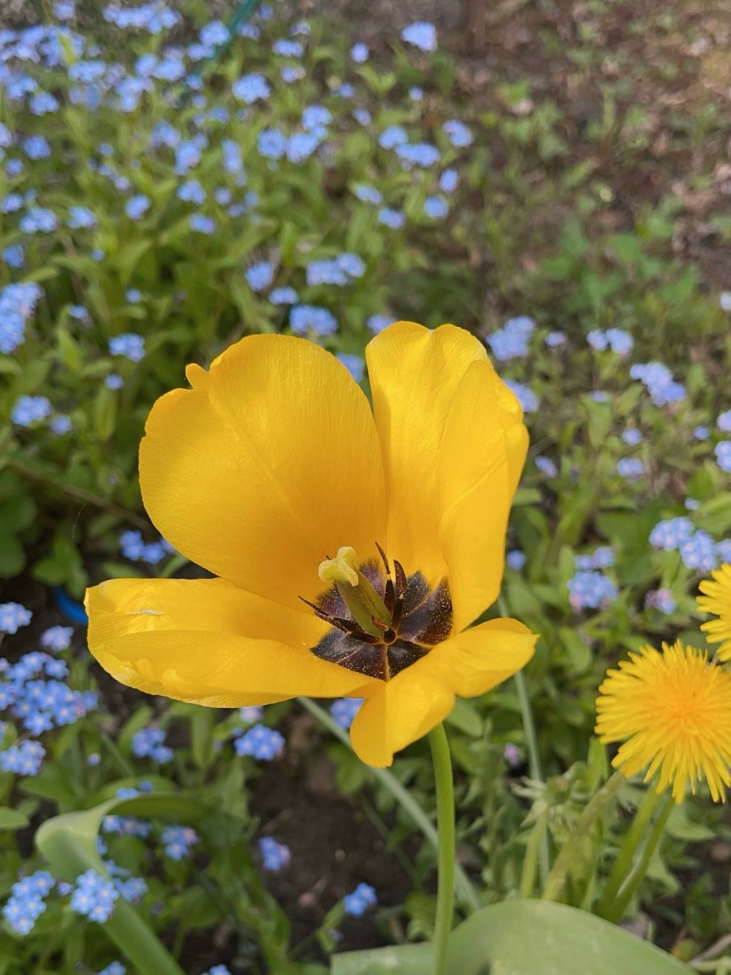 Miss World – và mấy chuyện thú vị xung quanh